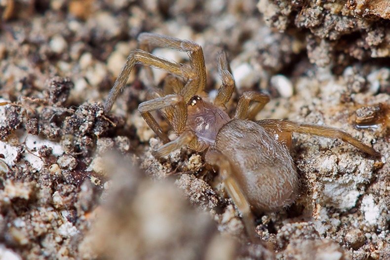 Loxosceles rufescens